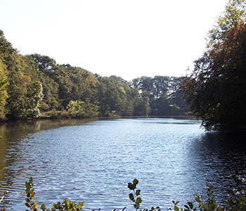 Mühlenteich